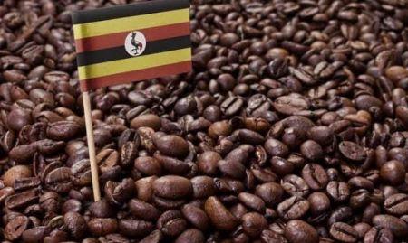 Ouganda: les exportations de café ont atteint en juin leur plus haut pic mensuel depuis 30 ans